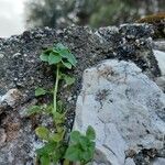 Theligonum cynocrambe Yaprak