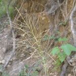 Dicliptera paniculata Habit