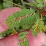 Phyllanthus caroliniensis Folla