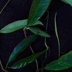 Philodendron surinamense Leaf