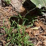 Silene douglasii Hábito