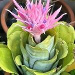 Aechmea fasciata List