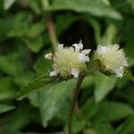 Hyptis atrorubens Flower