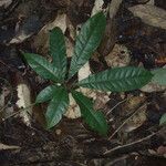 Eriotheca longitubulosa Hoja