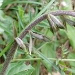 Epipactis microphylla ফুল