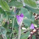 Epilobium hirsutum Virág