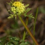 Sanicula graveolens Kukka