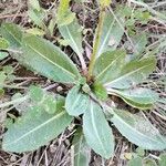 Taraxacum obovatum Blad