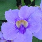 Thunbergia grandiflora Blomst