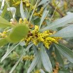 Morella cerifera Blüte