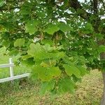 Acer opalus Leaf
