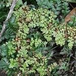 Polypodium cambricum Fuelha