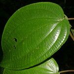 Miconia purpureoviolacea Leaf