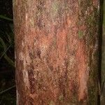 Pouteria flavilatex Bark