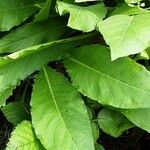 Inula helenium Blad