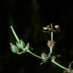 Geranium berteroanum Plod