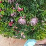 Calliandra brevipes Flor