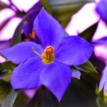 Exacum trinervium Blüte