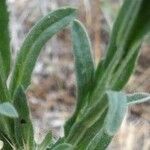 Centaurea melitensis Blad