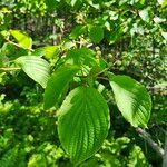 Cornus alternifolia Leaf