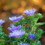 Stokesia laevis 其他