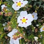 Cistus ladanifer Bloem