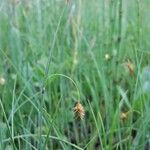 Carex limosa ശീലം