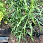 Dracaena angustifolia عادت داشتن