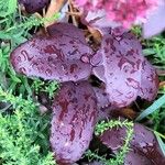 Hylotelephium spectabile Folha