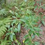 Asterolasia correifolia ശീലം
