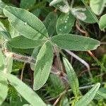 Trifolium ochroleucon Leaf