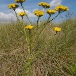 Vogtia annua Plante entière