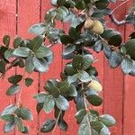 Quercus chrysolepis Yaprak