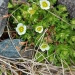 Saxifraga cespitosa Квітка