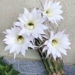 Echinopsis oxygona Flor