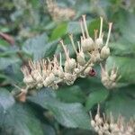 Clethra alnifolia Fruit