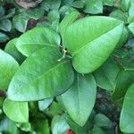 Carissa bispinosa 葉