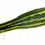 Cucurbita pepo Fruto