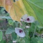 Althaea officinalis Цвят