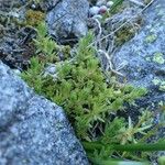 Saxifraga aspera Habit