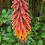 Kniphofia thomsonii