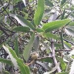 Quercus castaneifolia Leaf