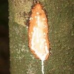 Lacmellea aculeata Drugo