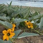 Cucurbita foetidissima Blad