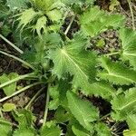 Eryngium giganteum Blatt