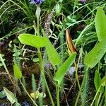 Pontederia cordata Агульны выгляд