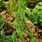 Lycopodium annotinum Yaprak