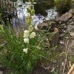 Antirrhinum braun-blanquetii 整株植物