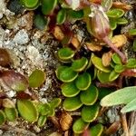 Arenaria biflora Feuille