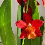 Cattleya wittigiana Συνήθη χαρακτηριστικά